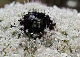 PI_652343_99ncao01_SD_PL_UM_2011-07-13_03.jpg