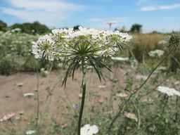PI_652343_99ncao01_SD_PL_UM_2011-07-13_04.jpg