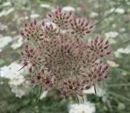 PI_652343_99ncao01_SD_PL_UM_2011-07-21_01.jpg