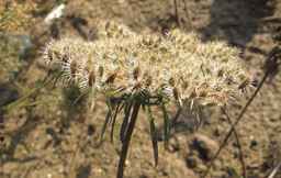 PI_652343_99ncao01_SD_PL_UM_2011-08-01_01.jpg