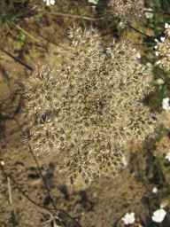 PI_652343_99ncao01_SD_PL_UM_2011-08-01_02.jpg
