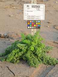 PI_652343_99ncao01_SD_PL_XX_2011-06-07_01.jpg