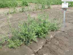 PI_652343_99ncao01_SD_PL_XX_2011-06-24_02.jpg