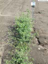 PI_652343_99ncao01_SD_PL_XX_2011-06-24_06.jpg