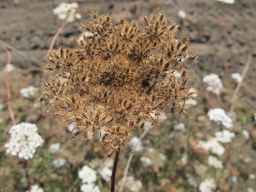 PI_652343_99ncao01_SD_SD_XX_2011-08-18_02.jpg