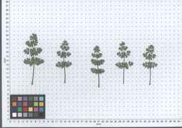 PI_652350_04ncai01_SD_PL_LV_2013-07-16_02.jpg