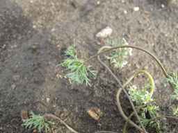 PI_652350_04ncai01_SD_PL_UM_2011-08-05_02.jpg