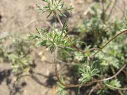 PI_652350_04ncai01_SD_PL_UM_2011-08-11_03.jpg