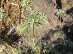 PI_652350_04ncai01_SD_PL_UM_2011-08-19_02.jpg
