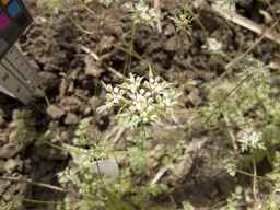 PI_652350_04ncai01_SD_PL_UM_2013-06-18_01.jpg