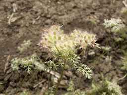 PI_652350_04ncai01_SD_PL_UM_2013-06-18_03.jpg