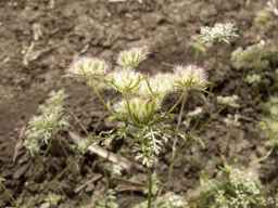 PI_652350_04ncai01_SD_PL_UM_2013-06-18_04.jpg