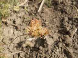 PI_652350_04ncai01_SD_PL_UM_2013-07-03_01.jpg