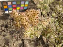 PI_652350_04ncai01_SD_PL_UM_2013-07-03_02.jpg