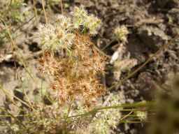 PI_652350_04ncai01_SD_PL_UM_2013-07-03_03.jpg