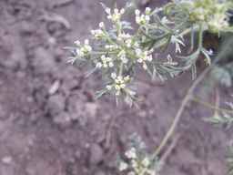 PI_652350_04ncai01_SD_PL_UM_2013-08-23_02.jpg