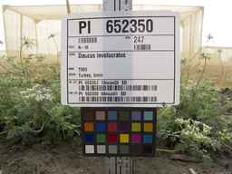 PI_652350_04ncai01_SD_PL_UM_2013-08-23_03.jpg