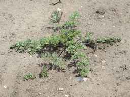 PI_652350_04ncai01_SD_PL_XX_2011-07-06_02.jpg