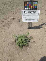 PI_652350_04ncai01_SD_PL_XX_2011-07-27_01.jpg