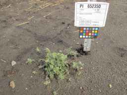 PI_652350_04ncai01_SD_PL_XX_2011-08-05_01.jpg