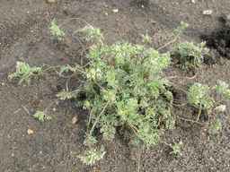 PI_652350_04ncai01_SD_PL_XX_2011-08-05_02.jpg