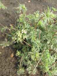 PI_652350_04ncai01_SD_PL_XX_2011-08-05_03.jpg