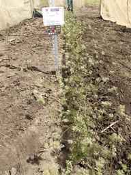 PI_652350_04ncai01_SD_PL_XX_2013-06-18_01.jpg