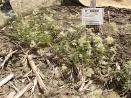PI_652350_04ncai01_SD_PL_XX_2013-06-18_04.jpg