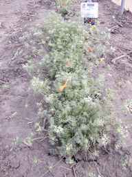 PI_652350_04ncai01_SD_PL_XX_2013-08-23_01.jpg