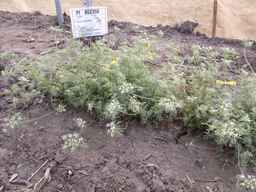 PI_652350_04ncai01_SD_PL_XX_2013-08-23_02.jpg