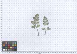 PI_652355_01ncai01_SD_PL_LV_2013-06-17_01.jpg