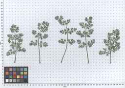 PI_652355_01ncai01_SD_PL_LV_2013-07-16_01.jpg