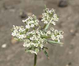 PI_652355_01ncai01_SD_PL_UM_2011-07-22_04.jpg
