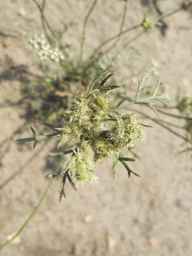 PI_652355_01ncai01_SD_PL_UM_2011-07-27_01.jpg