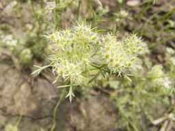 PI_652355_01ncai01_SD_PL_UM_2013-06-18_01.jpg