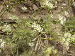 PI_652355_01ncai01_SD_PL_UM_2013-06-18_03.jpg