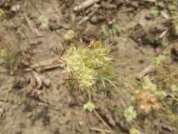 PI_652355_01ncai01_SD_PL_UM_2013-07-03_01.jpg