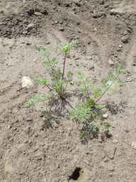 PI_652355_01ncai01_SD_PL_XX_2011-07-06_02.jpg