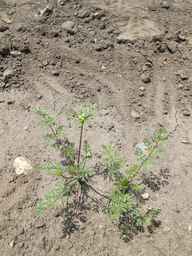 PI_652355_01ncai01_SD_PL_XX_2011-07-06_03.jpg