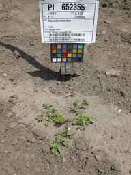 PI_652355_01ncai01_SD_PL_XX_2011-07-06_04.jpg