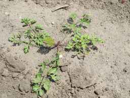 PI_652355_01ncai01_SD_PL_XX_2011-07-06_05.jpg