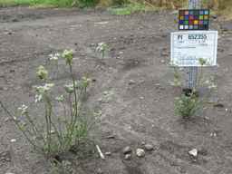PI_652355_01ncai01_SD_PL_XX_2011-07-22_01.jpg