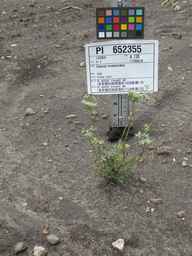 PI_652355_01ncai01_SD_PL_XX_2011-07-22_02.jpg
