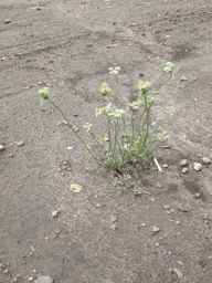 PI_652355_01ncai01_SD_PL_XX_2011-07-22_03.jpg
