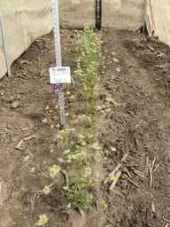 PI_652355_01ncai01_SD_PL_XX_2013-06-18_01.jpg
