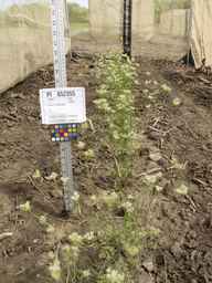 PI_652355_01ncai01_SD_PL_XX_2013-06-18_02.jpg