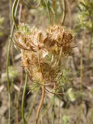 PI_652355_01ncai01_SD_SD_XX_2013-07-03_02.jpg