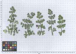 PI_652360_03ncai01_SD_PL_LV_2013-06-17_01.jpg