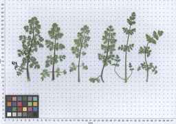PI_652360_03ncai01_SD_PL_LV_2013-06-17_02.jpg