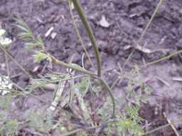 PI_652360_03ncai01_SD_PL_LV_2013-06-21_01.jpg